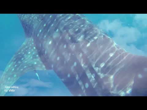 Видео: Геннадий Папиж – Ткаченко – Я как река