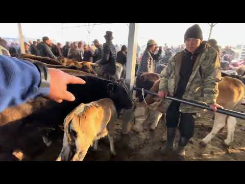 Видео: МУЗОО - ТОРПОК БААЛАРЫ/ КАРАКОЛ МАЛ БАЗАР/ 14-СЕНТЯБРЬ