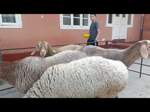 Видео: Зоддор куйлари 90 409 90 90