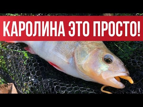 Видео: Как ловить на каролину (Carolina Rig) ? Простые советы. Теория и практика | Рыбалка с Fishingsib