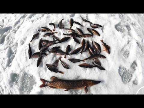 Видео: Удачная Зимняя Рыбалка на Ламбах в Карелии 2025 г 🎣