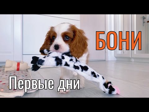 Видео: Первый день с Бони (Бейли). Щенок Кавалер Кинг Чарльз Спаниель