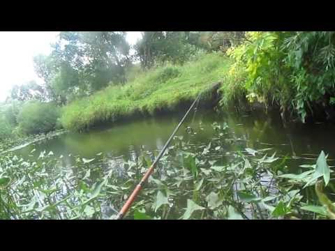 Видео: Голавль. Малая Река