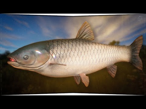 Видео: Трофейная Медвежка • Русская Рыбалка • Проверка точки