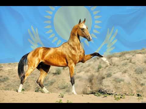 Видео: Марқабылдың қара қасқа аты (аудиокітап)