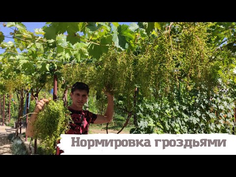 Видео: Нормировка винограда гроздьями.