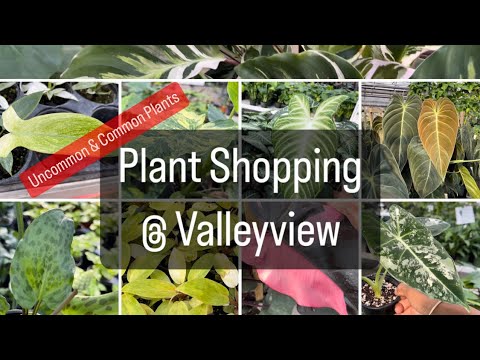 Видео: Магазин растений в Valleyview (редкие и обычные растения)