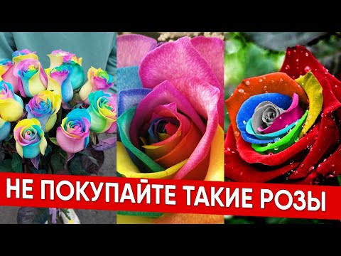 Видео: НЕ ПОКУПАЙТЕ ТАКИЕ РОЗЫ