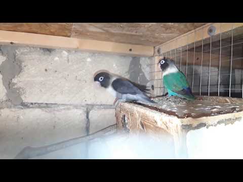 Видео: неразлучники масковые // mask lovebirds // черный + синий // часть 2