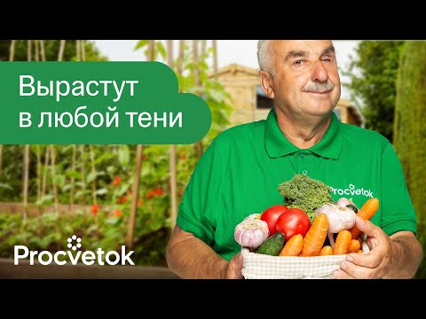 Видео: ОВОЩИ И ЗЕЛЕНЬ, КОТОРЫЕ ПРЕКРАСНО РАСТУТ В ТЕНИ! Что посадить в огороде в тени и полутени?