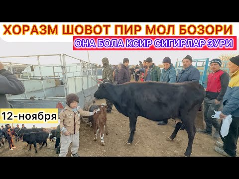 Видео: ХОРАЗМ ШОВОТ ПИР МОЛ БОЗОРИ ОНА БОЛА КСИР СИГИРЛАР ЗУРИ 12-ноября 2025 г.