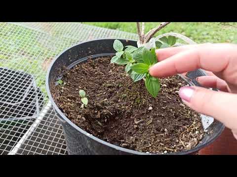 Видео: Гортензия не растет, причины, что делать? 🥺
