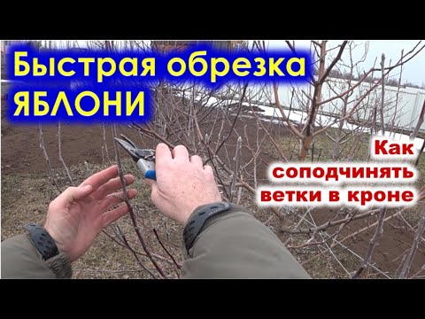 Видео: Быстрая ОБРЕЗКА ЯБЛОНИ ВЕСНОЙ с уравновешиванием ветвей