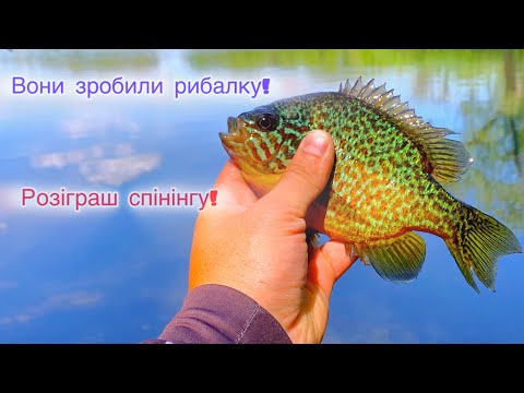 Видео: Окунь на ультралайт! Просто роздача!