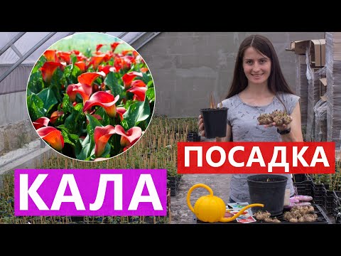 Видео: КАЛА ПОСАДКА 🌸 В ВІДКРИТИЙ ГРУНТ ТА В ГОРЩИКИ