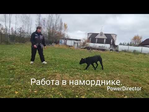 Видео: Кане-корсо ЦАРЬ, 1 год.Тренировка послушания 13.10.2025.