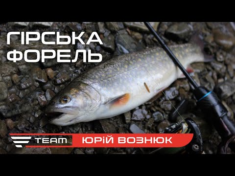 Видео: ДИКА ФОРЕЛЬ на нано-спінінг у Карпатах та неочікуваний улов!