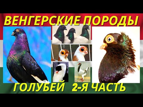 Видео: ИНТЕРЕСНОЕ разнообразие Всех ВЕНГЕРСКИХ ПОРОД голубей 🇭🇺 Часть-2 / Pigeon breeds