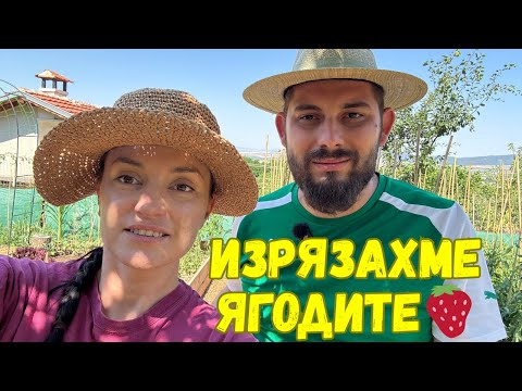 Видео: Зеленчуците вече растат! Подготвяме почвата за зеле и карфиол +  подрязваме ягодите