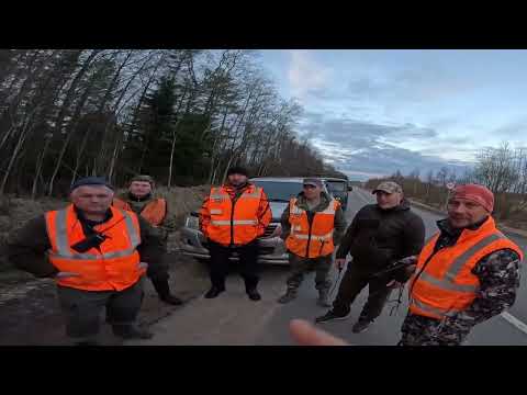 Видео: Первый МЕДВЕДЬ сезона ► Охота с лайками в дикой Карелии!