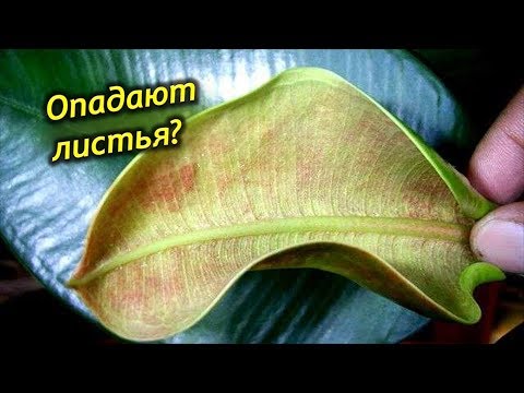 Видео: Почему Фикус сбрасывает листья? Как спасти фикус каучуконосный?