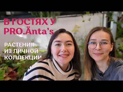 Видео: Обзор РАСТЕНИЙ из ЛИЧНОЙ КОЛЛЕКЦИИ | Закрытые теплицы PRO.Änta's🌿