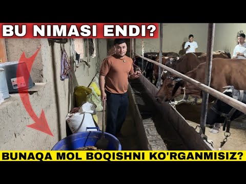 Видео: Энди Бу Нимаси Гречка Билан Мол Бокиш? Совку Кунда Моллар Касал Булмаслиги Учун Нималар Килиш Керак?