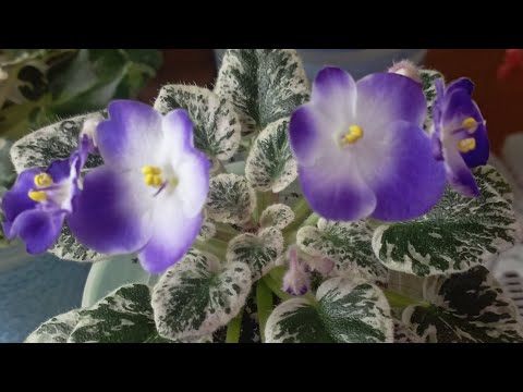 Видео: Обзор фиалок. Зацвели новинки мини и стандарты🥰🌱