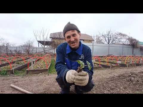 Видео: приобрели удобрение для клубники, отвечаем на вопросы про клубнику🙂