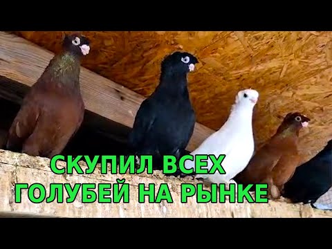 Видео: Скупил всех голубей на рынке! Двухчубые голуби. Tauben. Pigeons. Palomas. Pombos. 비둘기.