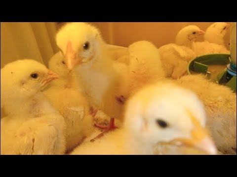 Видео: "Русские бройлеры" в квартире в прямом эфире! 🤯🥰🐥🐣