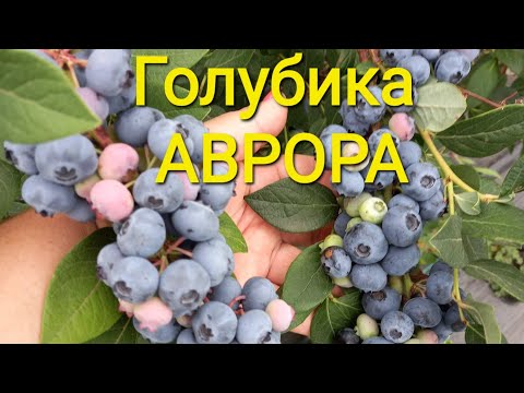 Видео: Сорт голубики Аврора. Плюсы и минусы в моих условиях.