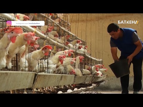 Видео: Тоок фермасын жана балык чарбасын түптөгөн ишкер \\ Ишкердин ийгилиги көрсөтүүсү