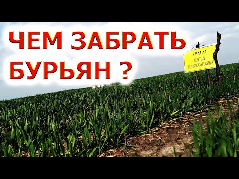 Видео: ПРИМА ИЛИ ГРАНСТАР НА ПШЕНИЦУ ??? | #триатлон #гранстар #прима