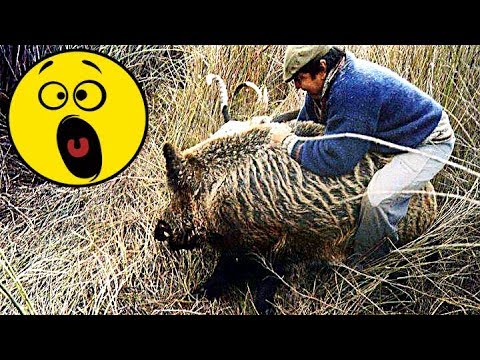 Видео: 17 видео Охота на Кабана 2019. Подборка точных и не удачных выстрелов, атак и нападений кабана