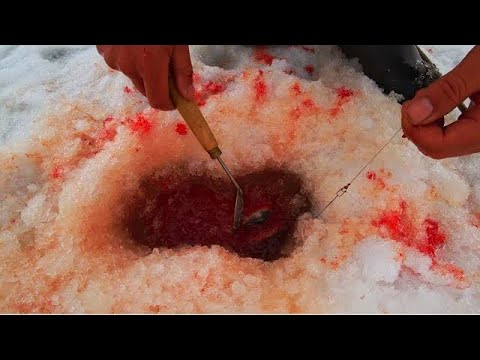 Видео: МАМАШИ ПО 10КГ НЕ ЛЕЗУТ В ЛУНКУ и РВУТ ЛЕСКУ! ТРОФЕЙНАЯ рыбалка на жерлицы