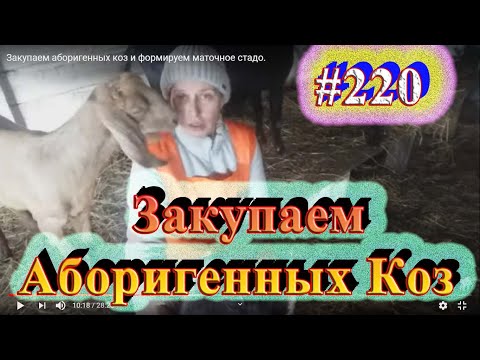 Видео: Закупаем аборигенных коз и формируем маточное стадо.