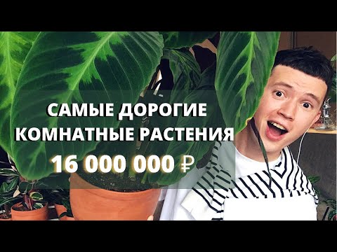 Видео: ТОП 5 Самых Дорогих Комнатных Растений » За Что?!