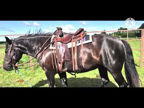 Видео: Кобила Аіша  прогресує і у потрібному напрямку , reactive horse progression...