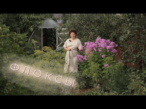 Видео: Флоксы I Сад Людмилы Кудасовой