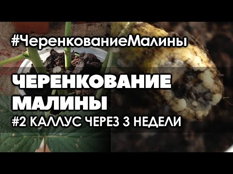 Видео: 🌿 #2 Три недели. Что произошло с черенками малины. Размножение малины черенками в августе.