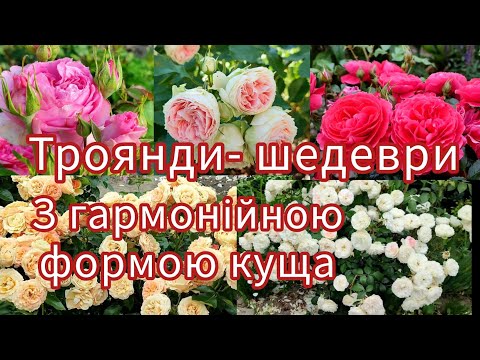 Видео: Сорти троянд з гармонійною формою куща🌹