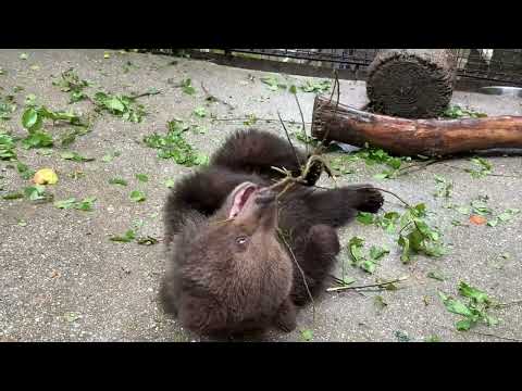 Видео: Мишки НАЛОМАЛИ дров и устроили себе НОВОЕ РАЗВЛЕЧЕНИЕ!