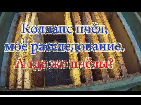 Видео: ВНИМАНИЕ!!! ШОК!!! КОЛЛАПС ПЧЁЛ, СЛЁТ ПЧЁЛ мои ПРЕДОСТАВЛЕННЫЕ ВИДЕО ДОКАЗАТЕЛЬСТВА🔥🔥🔥