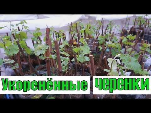 Видео: Результат укоренения черенков на воде.