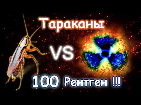 Видео: Рентген против Тараканов! Проверка выживаемости. Cockroaches vs X-rays!