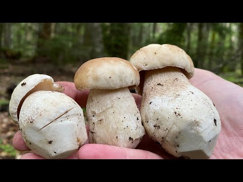 Видео: Мы опять в Грибном Раю! Архыз 2022. Тихая охота в горах