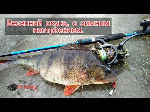 Видео: Весенний окунь, с зимним настроением. Поиск крупного окуня со спиннингом.