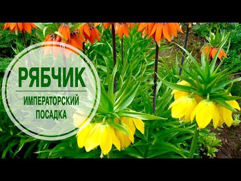 Видео: Сажаем рябчик императорский 🌺 Мастер класс hitsadTV