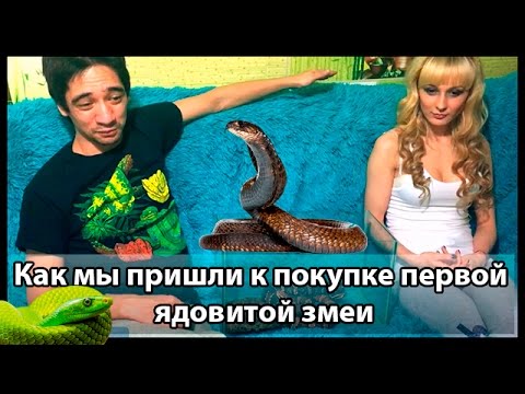 Видео: Как я купил первую ядовитую змею